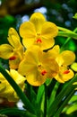 Beautiful yellow orchid named Vanda family within the flower gardenÃÂ 